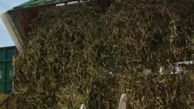 Realizaron el primer ensayo a escala industrial para producir combustible con desechos de la caña