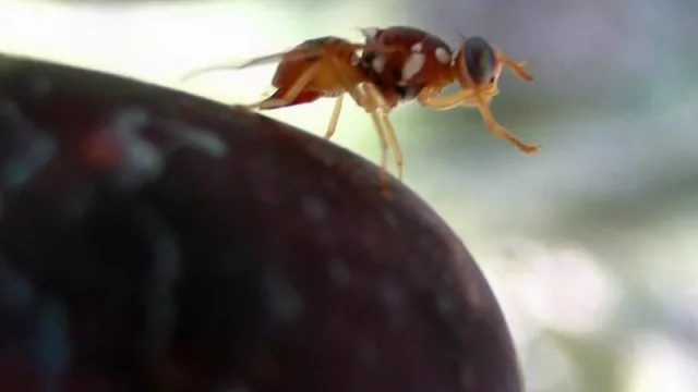 Productores de arándanos solicitan incluir sus quintas en el Programa contra Mosca de los Frutos