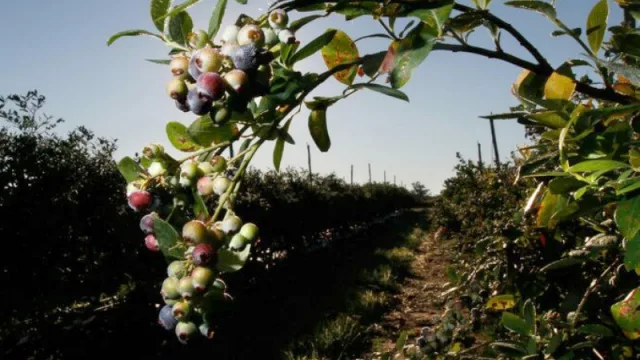 Tucumán podría abastecer a EEUU con alimentos orgánicos