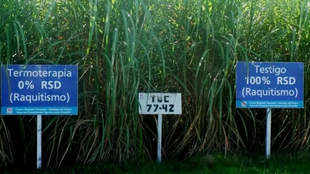 “Mientras no haya helada, la caña va a ir incrementando su rendimiento”