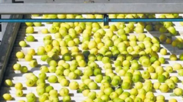 La apertura de la exportación del limón a EEUU desde la mirada de un CEO