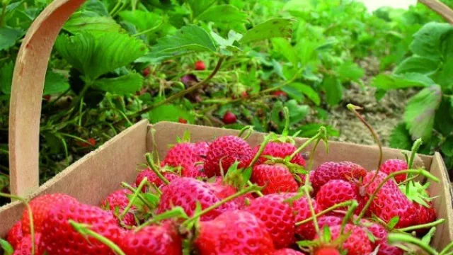 Se prorrogó el beneficio de la alícuota cero para producción primaria de limón, frutilla, arándano y palta