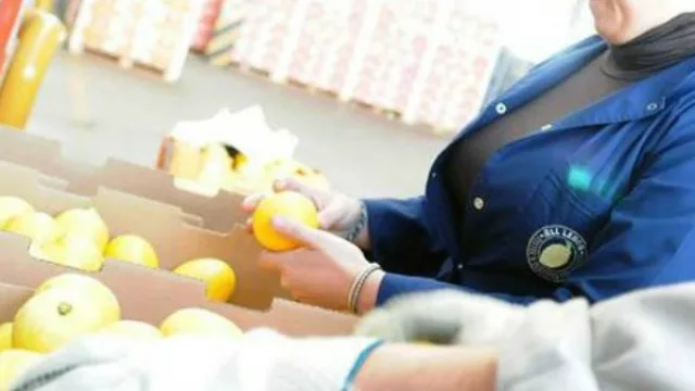 Llegó el día: limones tucumanos podrán ingresar al noreste estadounidense