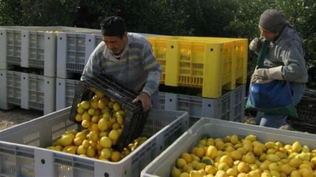 Aportes por casi $ 3 millones a productores citrícolas entrerrianos