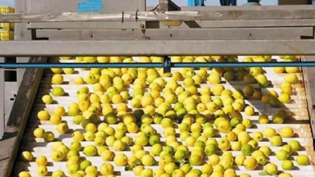 EE.UU: piden que la Justicia frene la importación de limones argentinos