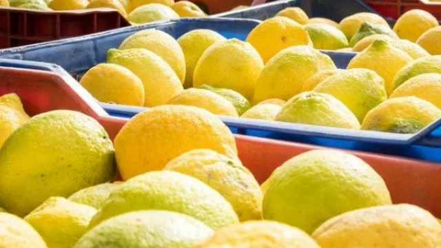 Tras el visto bueno de EE.UU. impulsan la llegada del limón tucumano a México