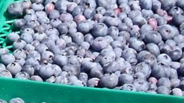 Las exportaciones para Tucumán que puede generar la visita de Macri a China