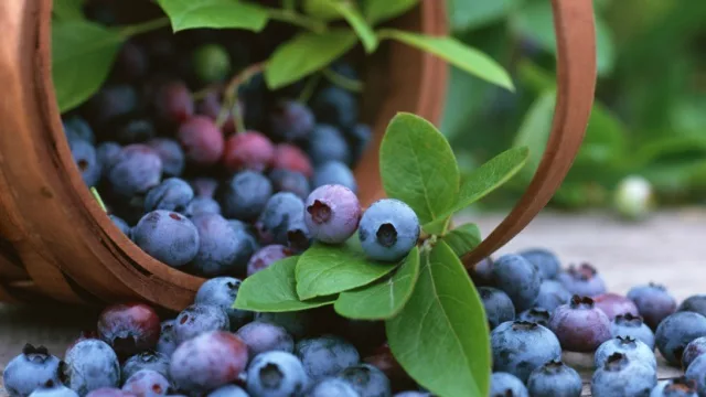Tucumán será sede del Seminario Internacional del Arándano