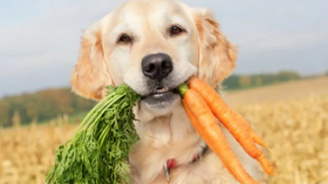 Comida para el Bobby