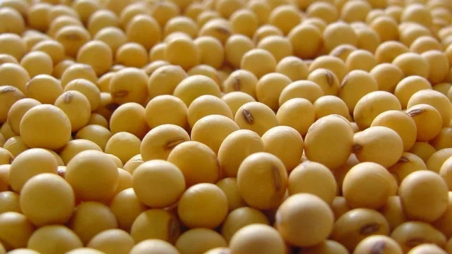 La cosecha de la soja atrasada en Tucumán