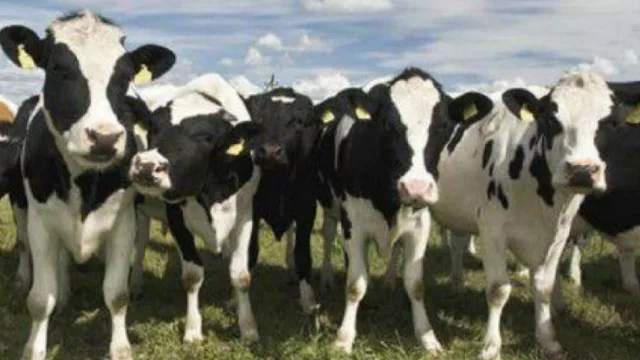 Trancas, sede de la octava Expo Láctea del Norte