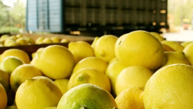 El citrus aceita la maquinaria para robustecer su política exportadora