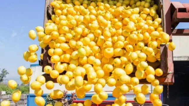 La exportación de limones generaría ingresos de hasta U$S 10 millones mensuales