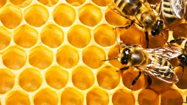 For export: la miel de abeja tucumana llegaría a Japón