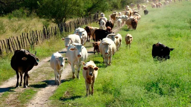 Ganaderos de Tucumán y Santiago se reunieron con Senasa