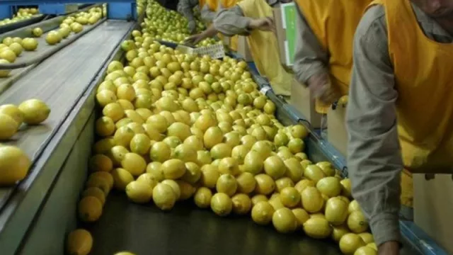 Tucumán es una fiesta: Estados Unidos levantará la restricción a la importación de limones