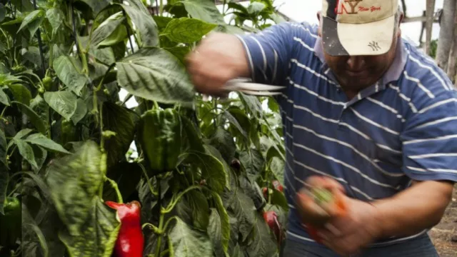 Pequeños productores hortícolas, una unidad de negocios olvidada