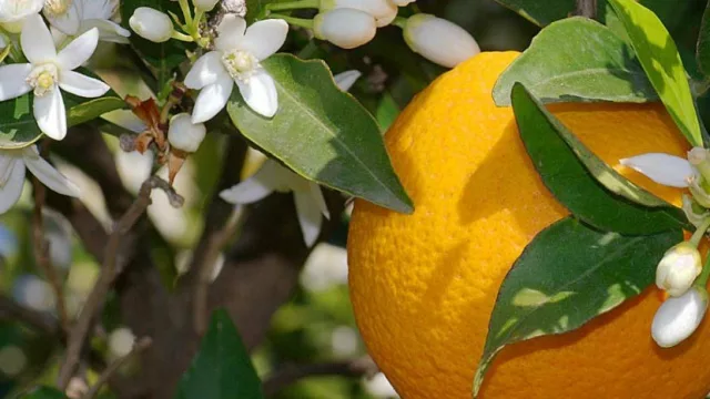 Polémica entre productores y comerciantes por la prohibición del ingreso de cítricos