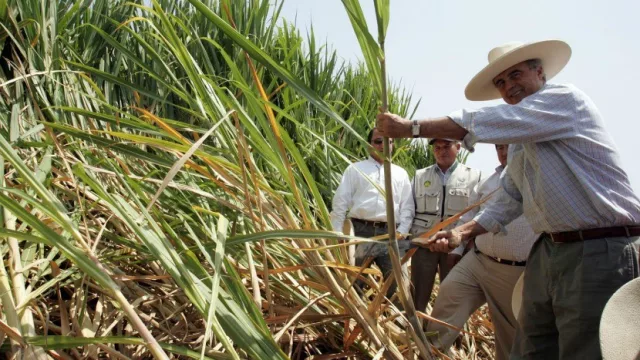 El precio y la calidad de la caña de azúcar, afectados por el factor climático