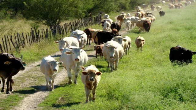 Inundaciones: el gobierno desarrolló un operativo para el movimiento de animales