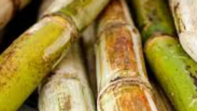 Según un estudio tucumano, la caña de azúcar es el cultivo que menos impacto negativo provoca al medio ambiente