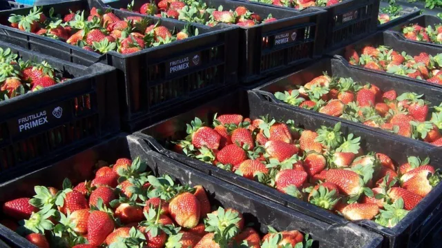 La frutilla tucumana busca conquistar nuevamente EE. UU.