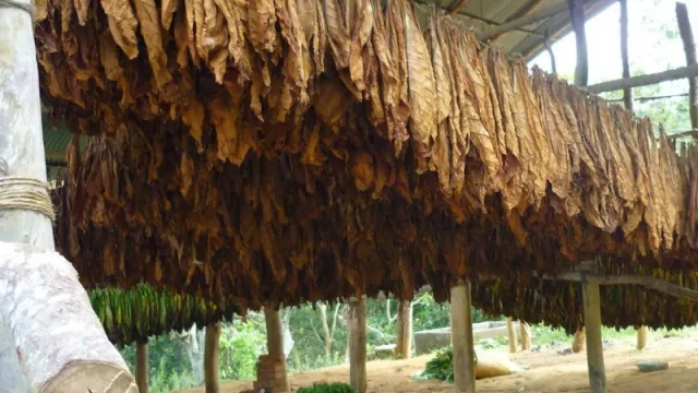 Se acabó el año para los tabacaleros en Tucumán: millonarias pérdidas por las lluvias