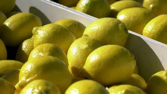 Limones tucumanos (todavía) sin posibilidad de ingresar al mercado de EE.UU.