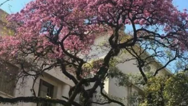 La provincia tendrá el I Simposio sobre arbolado urbano