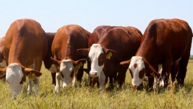 En PY construirá un frigorífico modelo con una inversión de U$S 50 millones