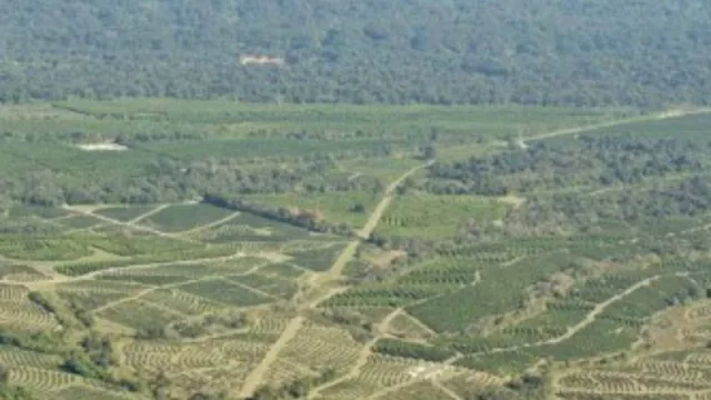 Citrícola San Miguel realiza nuevas acciones para financiar su plan de crecimiento