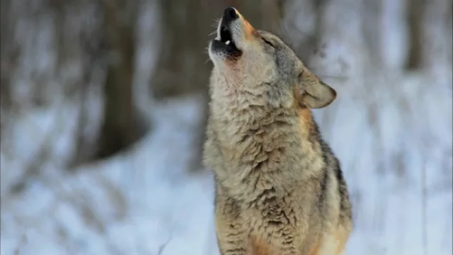 Movistar lanza “Galaxia” por Y&R Group Latam