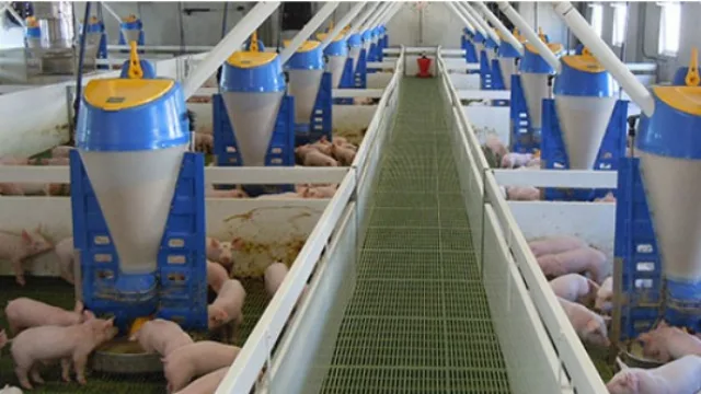 Invertirán $ 640 M en una megagranja de 5.000 cerdos en Noetinger (impacto en el sudeste cordobés)