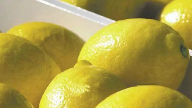 Lunes Negro para la Industria Tucumana: Trump suspendió la importación de limones de Argentina (el 80% de lo exportado se origina en Tucumán)