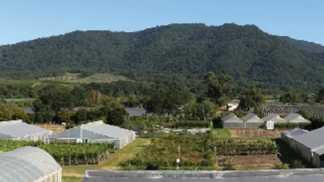 El más grande del mundo: Vivero Citrus posee 551.227 plantas de limón (grandes exportaciones a Rusia y Asia)