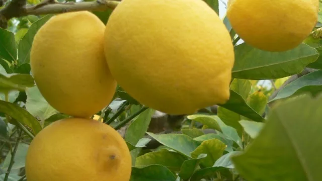 Industria en alza: se incrementó un 47 % la exportación de limón en Tucumán