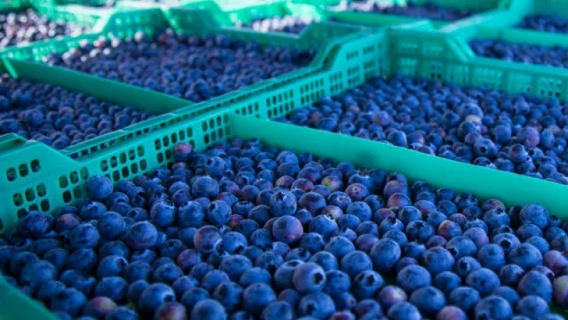 El mejor año para los arándanos: el resultado de la mejora en infraestructura del Aeropuerto