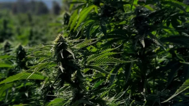 Jujuy para el mundo: la provincia toma vuelo internacional de la mano de la producción pública de cannabis medicinal