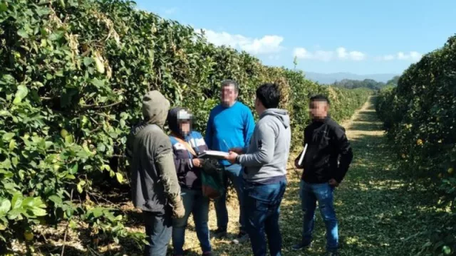 El Renatre detectó empleo informal y trabajo infantil en la cosecha de limón en Tucumán