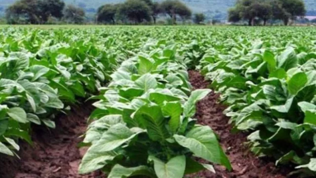 Sector tabacalero tucumano: inició el proceso de pago de $ 123 millones