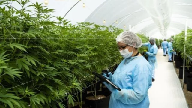 Cannava acordó la vinculación con la Universidad de Texas y estudiarán usos sostenibles del cannabis