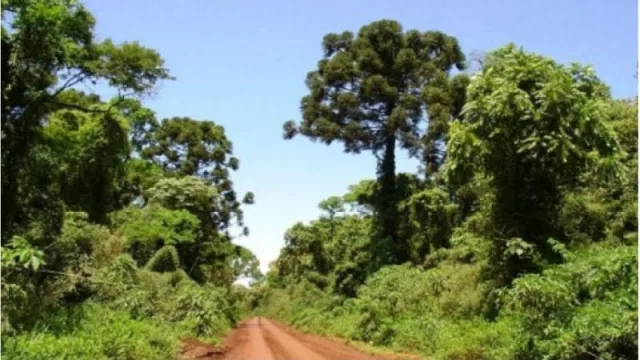 Analizan líneas de financiamiento de proyectos que impulsen la conservación y protección de bosques nativos de Tucumán