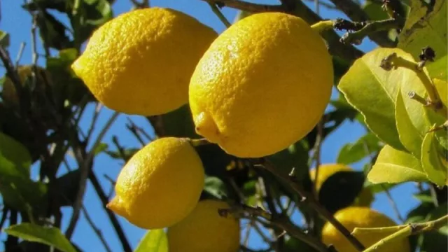 Programa Intercosecha: según el Gobierno nacional más de 20.000 trabajadores del citrus de Tucumán fueron asistidos económicamente