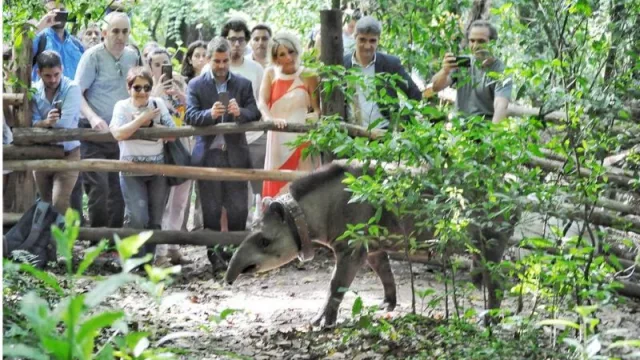 Sami, la tapir de tres años regresó a su hábitat natural en el Parque Sierra San Javier