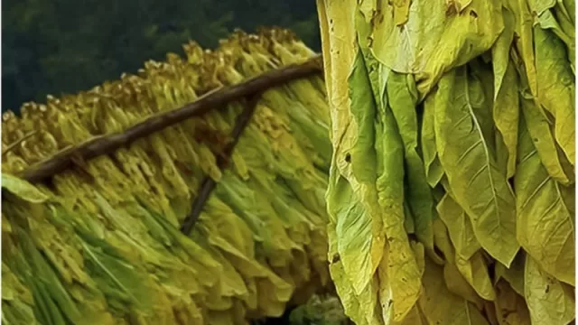 Inicia el pago de más de $ 130 millones a tabacaleros tucumanos (una compensación por pérdida de productividad)