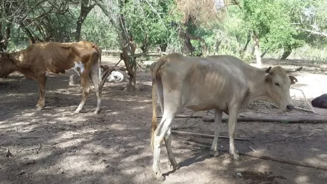 Por la sequía, la ganadería salteña enfrentará problemas a lo largo del año (declaran el desastre y la emergencia para el sector)