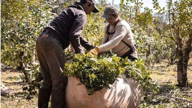 Una mano (o dos) siempre vienen bien: Mercado Libre continúa apoyando a emprendedores y acentúa su compromiso con el ambiente