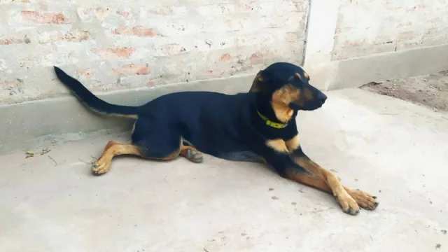 Mascotas: Nuevo sistema digital para tramitar y viajar desde Argentina al exterior