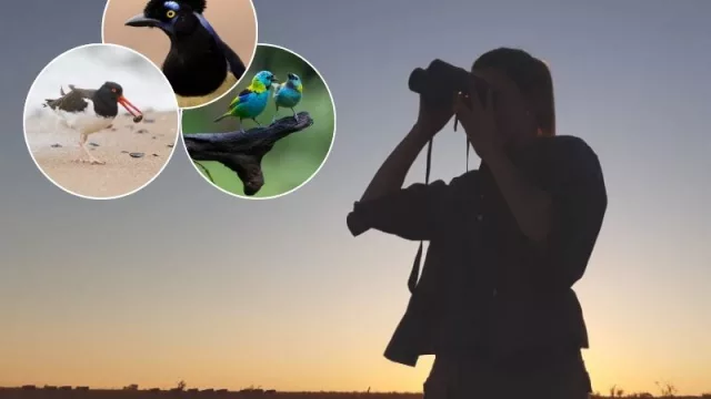 Yo te conozco pajarito y sino esta app seguro que sí (gran propuesta de Aves Argentinas y Globant)