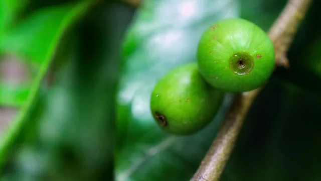 El IDEP Tucumán realizará la 1° Jornada Tucumana de Café (se expondrán diferentes oportunidades de negocio)